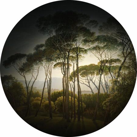 Umbrella Pines Mural wallpaper -   5 different sizes