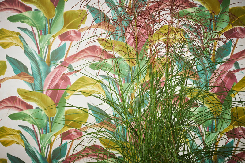 Banana Tropical - 4 Colours NZ-Wallpaper