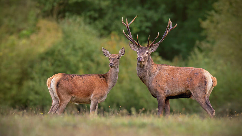 Deer Mural Wallpaper - Hind and Stag