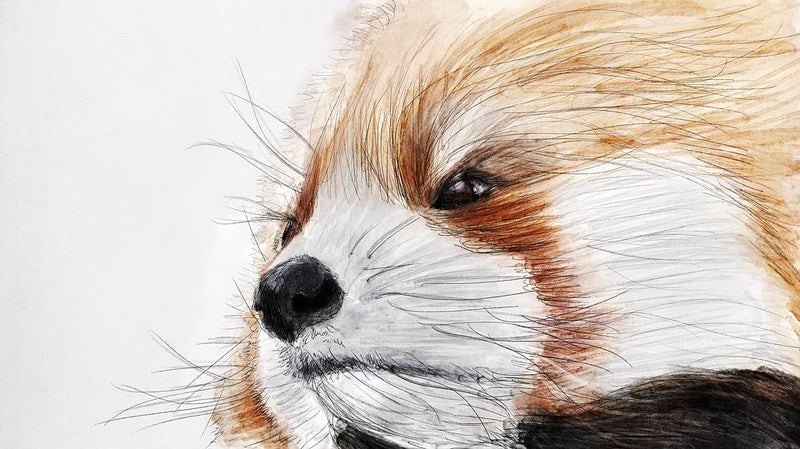 Dog Wallpaper