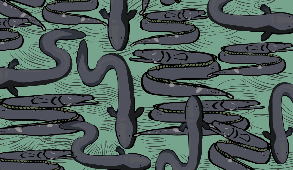 Really Eely - Aqua - Custom Sized Wallpaper Mural (per m2)
