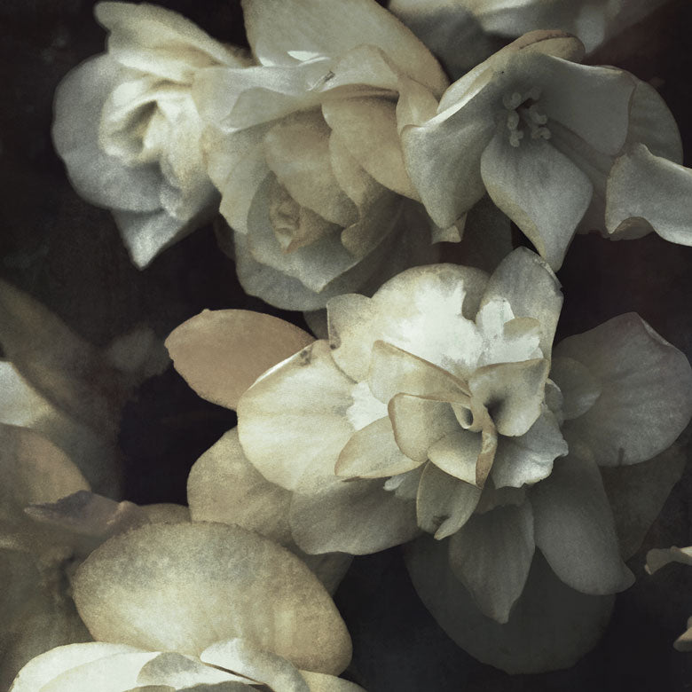 Zarafa - Custom Sized Wallpaper Mural (per m2)