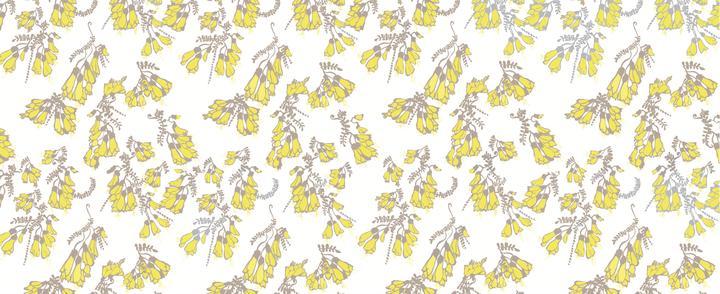 Kowhai Wallpaper - White