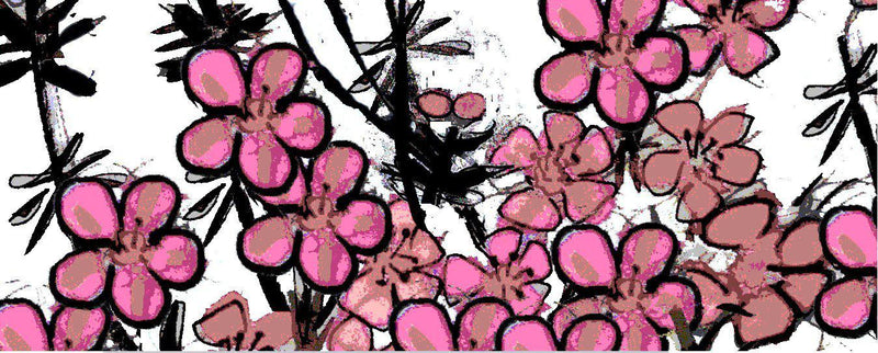 Manuka Flower Wallpaper - Wide Version
