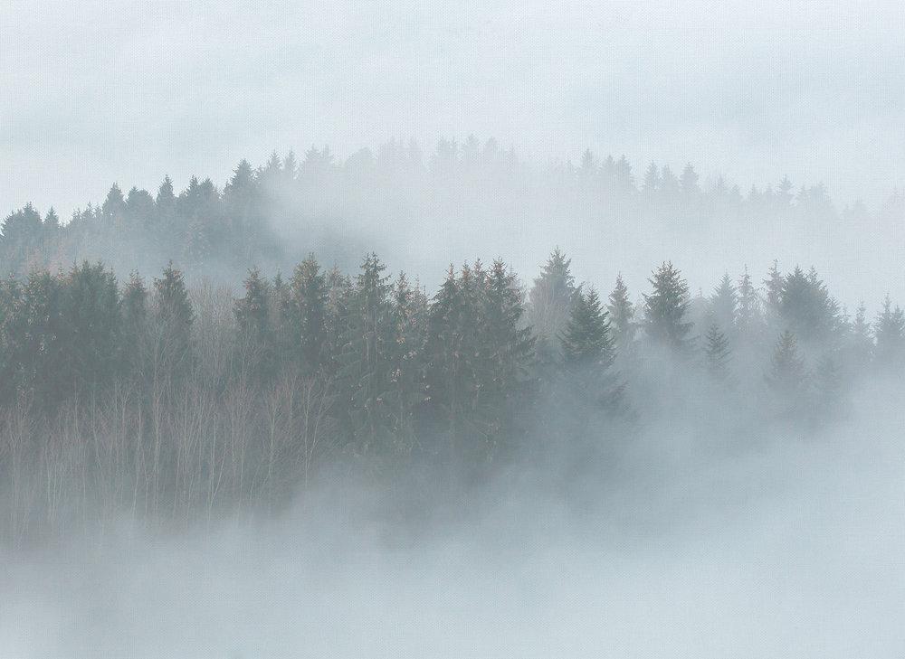 Misty Forest - Custom Sized Wallpaper Mural (per m2)