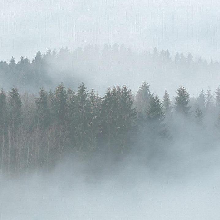 Misty Forest Mural