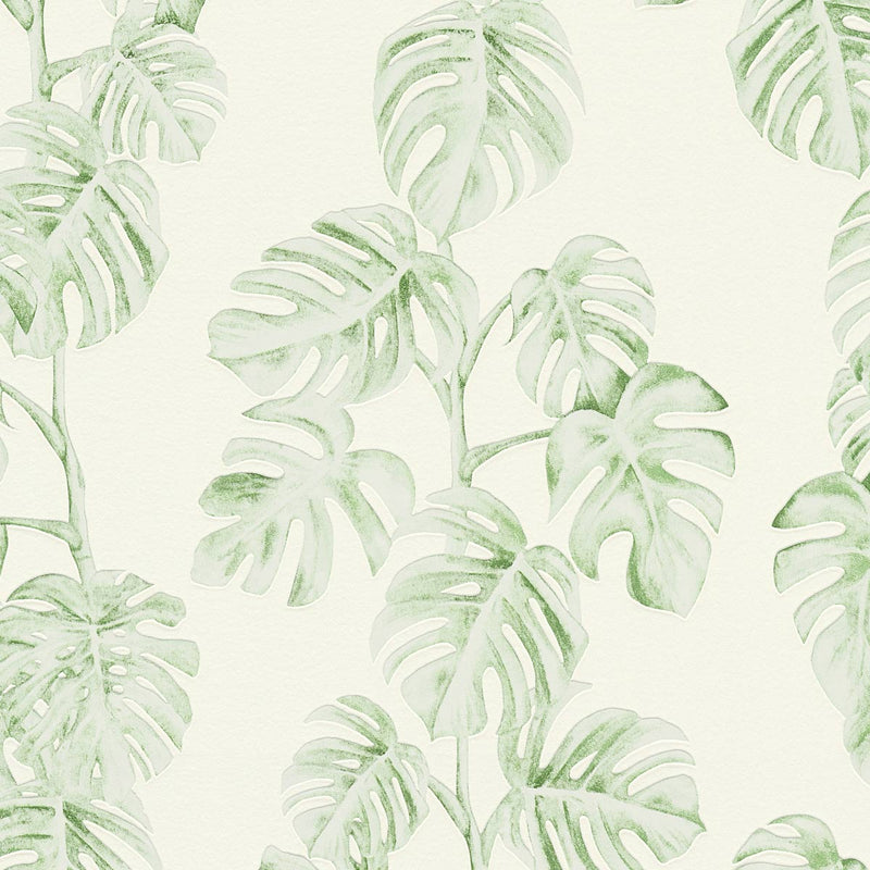 Monstera Vine Wallpaper - 2 Colours